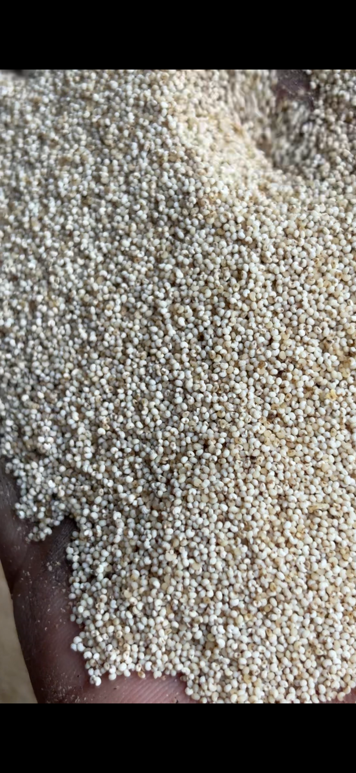 Khas-khas (Poppy Seeds)